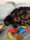 Yorkshire Terrier Puppies for sale in Paris, TX 75461, USA. price: NA