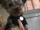 Yorkshire Terrier Puppies for sale in Omar Ave, Carteret, NJ 07008, USA. price: NA