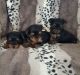 Yorkshire Terrier Puppies for sale in Clifton, NJ, USA. price: NA