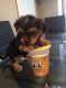 Yorkshire Terrier Puppies for sale in Chattanooga, TN 37401, USA. price: $650