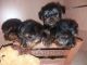 Yorkshire Terrier Puppies for sale in Lansing, MI, USA. price: NA