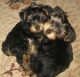Yorkshire Terrier Puppies for sale in Del Mar Ave, Rosemead, CA 91770, USA. price: NA