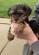 Yorkshire Terrier Puppies for sale in Jackson, MS, USA. price: NA