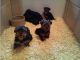 Yorkshire Terrier Puppies for sale in Elgin, TX 78621, USA. price: NA