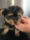 Yorkshire Terrier Puppies for sale in Reynoldsville, PA 15851, USA. price: NA