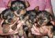 Yorkshire Terrier Puppies for sale in Florida, NY, USA. price: NA