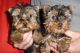 Yorkshire Terrier Puppies for sale in Jersey City, NJ, USA. price: $500