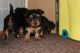 Yorkshire Terrier Puppies for sale in Klockner Rd, Hamilton Township, NJ, USA. price: NA