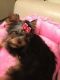 Yorkshire Terrier Puppies for sale in Tucson, AZ, USA. price: $200