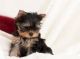 Yorkshire Terrier Puppies for sale in Tucson, AZ, USA. price: NA