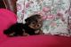 Yorkshire Terrier Puppies for sale in Broomes Island Rd, Port Republic, MD 20676, USA. price: NA
