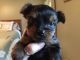 Yorkshire Terrier Puppies for sale in Carolina Beach, NC 28428, USA. price: $350