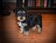 Yorkshire Terrier Puppies for sale in Carolina Beach, NC 28428, USA. price: $350