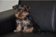 Yorkshire Terrier Puppies for sale in Maryland Parkway, Las Vegas, NV, USA. price: NA