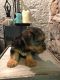Yorkshire Terrier Puppies for sale in New York Ranch Rd, Jackson, CA 95642, USA. price: NA