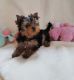 Yorkshire Terrier Puppies for sale in Arthur City, TX 75411, USA. price: NA
