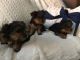 Yorkshire Terrier Puppies for sale in Arthur City, TX 75411, USA. price: NA