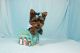 Yorkshire Terrier Puppies for sale in Sioux City, IA, USA. price: NA