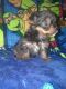 Yorkshire Terrier Puppies for sale in Needville, TX 77461, USA. price: NA