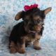 Yorkshire Terrier Puppies for sale in Rochester, NY, USA. price: $1,500