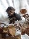 Yorkshire Terrier Puppies for sale in Needville, TX 77461, USA. price: NA