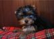 Yorkshire Terrier Puppies for sale in Chico, CA, USA. price: NA