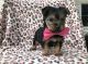 Yorkshire Terrier Puppies for sale in Panama City, FL, USA. price: NA