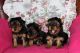 Yorkshire Terrier Puppies for sale in Commerce St, Dallas, TX, USA. price: NA
