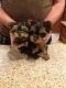 Yorkshire Terrier Puppies for sale in New Lenox, IL, USA. price: $800