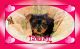 Yorkshire Terrier Puppies for sale in Sherrodsville, OH 44675, USA. price: NA