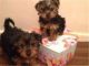 Yorkshire Terrier Puppies for sale in Ohio Pike, Amelia, OH 45102, USA. price: NA