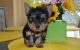 Yorkshire Terrier Puppies for sale in Beverly Rd, Greenville, SC 29609, USA. price: NA