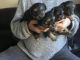 Yorkshire Terrier Puppies for sale in Lowake, TX 76875, USA. price: NA