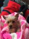 Yorkshire Terrier Puppies for sale in Edgewater, FL 32141, USA. price: $850