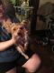 Yorkshire Terrier Puppies for sale in Hornell, NY 14843, USA. price: NA