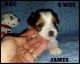 Yorkshire Terrier Puppies for sale in Ford City, PA, USA. price: NA