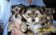 Yorkshire Terrier Puppies for sale in Valley Center, CA, USA. price: NA