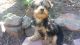 Yorkshire Terrier Puppies for sale in Slater-Marietta, SC 29661, USA. price: NA