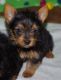 Yorkshire Terrier Puppies for sale in Haleiwa, HI 96712, USA. price: $500