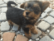 Yorkshire Terrier Puppies for sale in Kentucky Oaks Dr, Las Vegas, NV 89117, USA. price: NA
