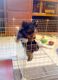 Yorkshire Terrier Puppies for sale in Jacksonville, FL 32226, USA. price: $500