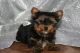 Yorkshire Terrier Puppies for sale in St. Petersburg, FL, USA. price: NA