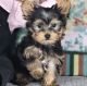 Adorable Pint Sized Yorkshire Terrier Puppies