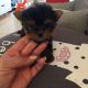 Yorkshire Terrier Puppies for sale in Kearny, NJ, USA. price: $300