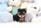 Yorkshire Terrier Puppies for sale in Cheyenne, WY, USA. price: $500