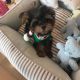 Yorkshire Terrier Puppies for sale in Kearny, NJ, USA. price: $300