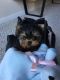 Yorkshire Terrier Puppies for sale in TX-121, Plano, TX, USA. price: $250