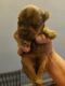 Yorkshire Terrier Puppies for sale in Bethlehem, PA, USA. price: NA