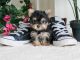 Yorkshire Terrier Puppies for sale in Jackson, MI, USA. price: $600