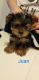 Yorkshire Terrier Puppies for sale in Tucson, AZ, USA. price: $1,500